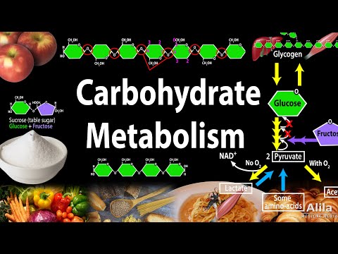 What Is Carbohydrate Metabolism,