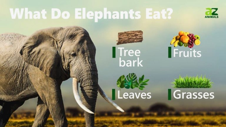 What Do Elephants Eat?