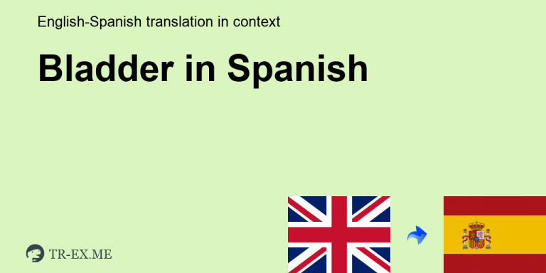 bladder in spanish
