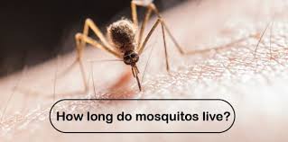 How Long Do Mosquitoes Live