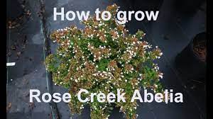 Why Rose Creek Abelia Is The Most Interesting Plant In Your Garden